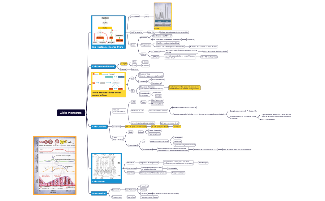 Ciclo Menstrual.xmind