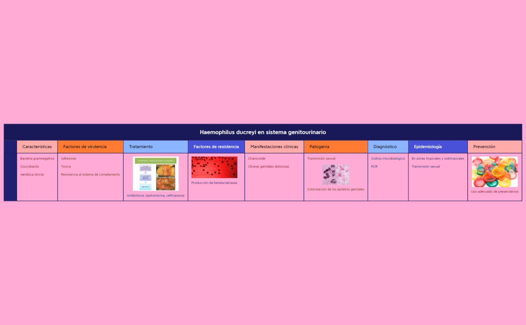 Haemophilus ducreyi en sistema genitourinario