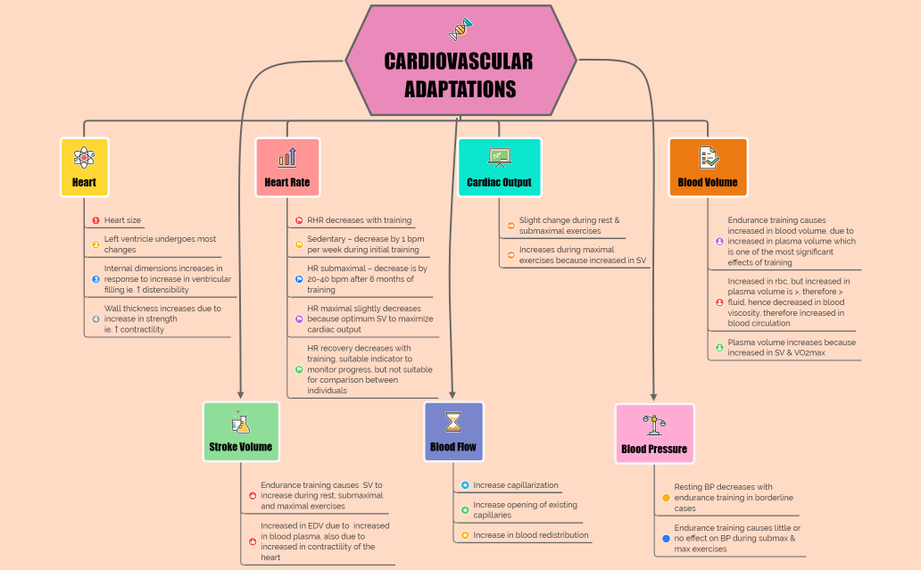 CARDIOVASCULAR ADAPTATIONS