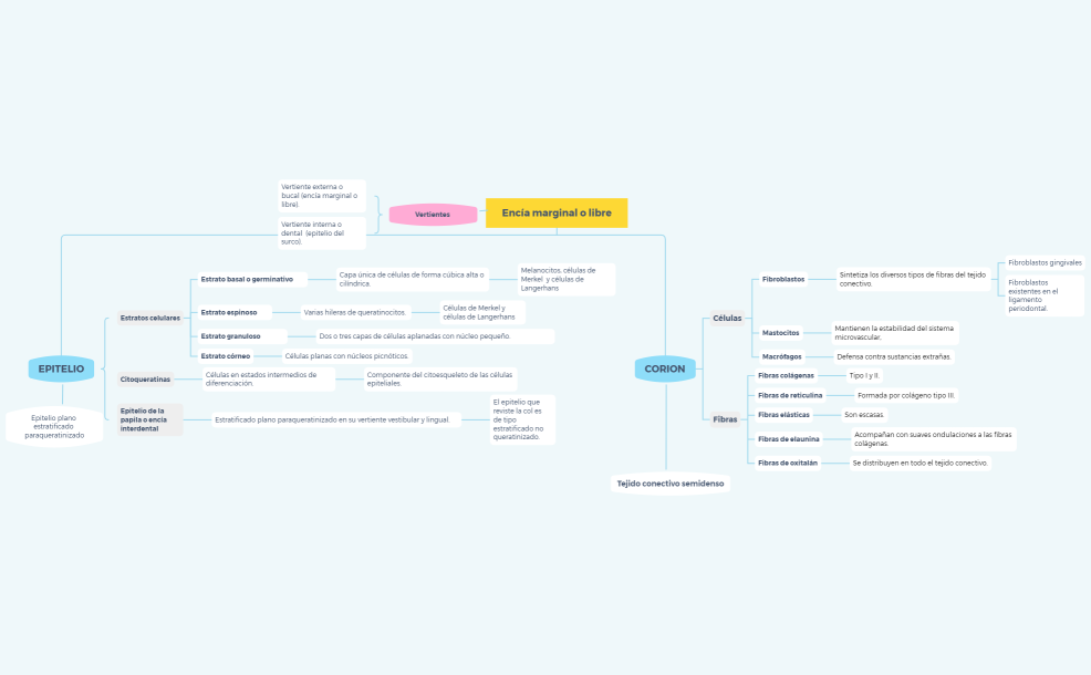 Encía marginal o libre- Lissette Paucar