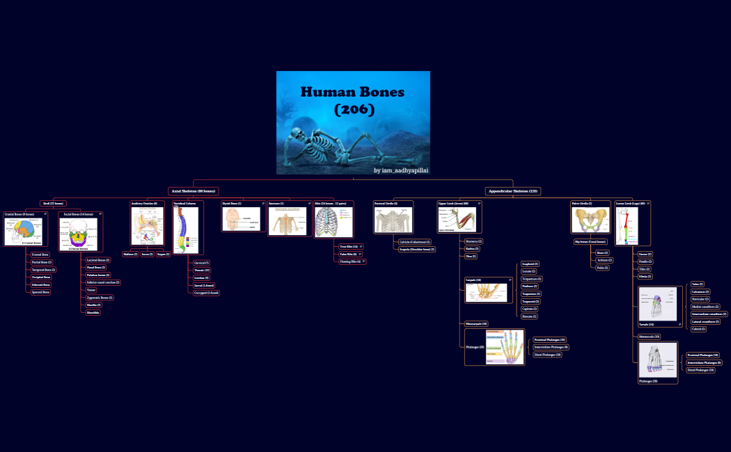 Bones (206 bones)