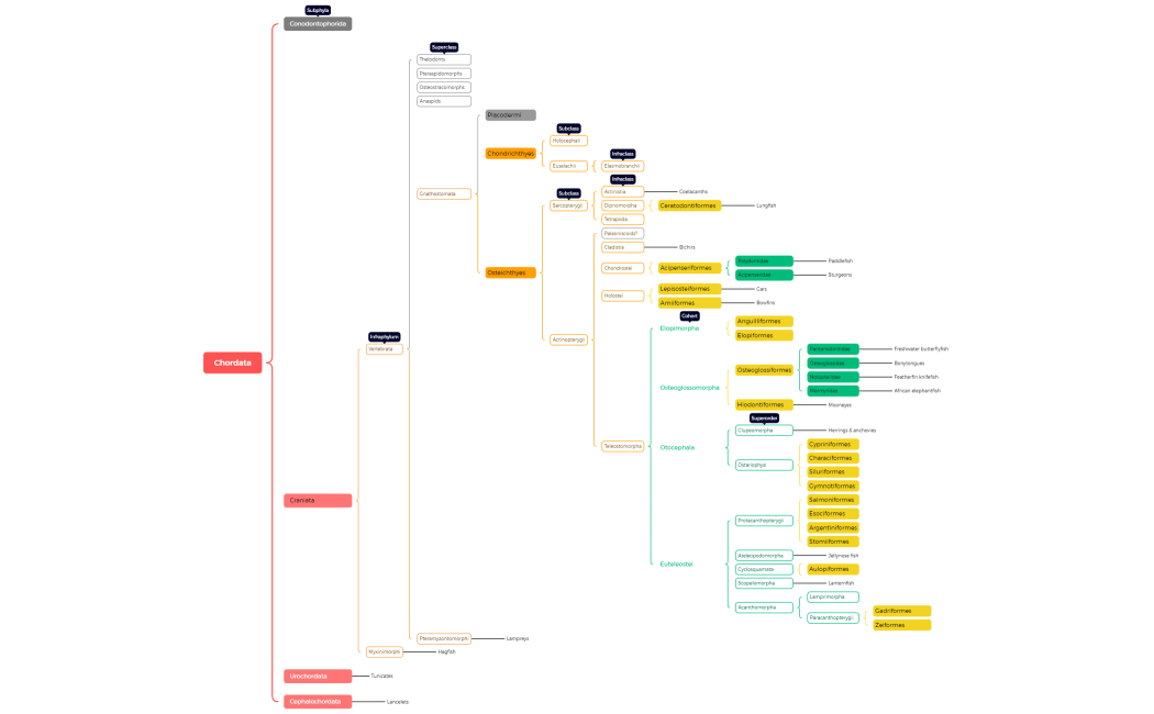 Chordata