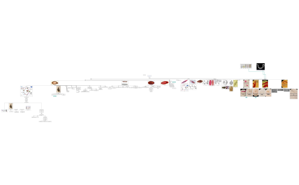 کرم های پهن