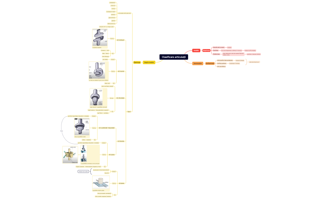 Clasificare articulații