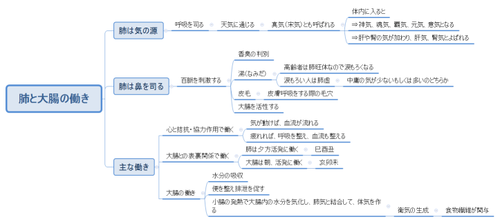 肺と大腸の働き