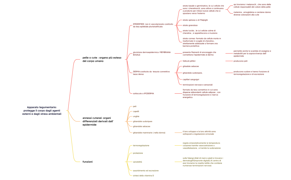 Apparato tegumentario