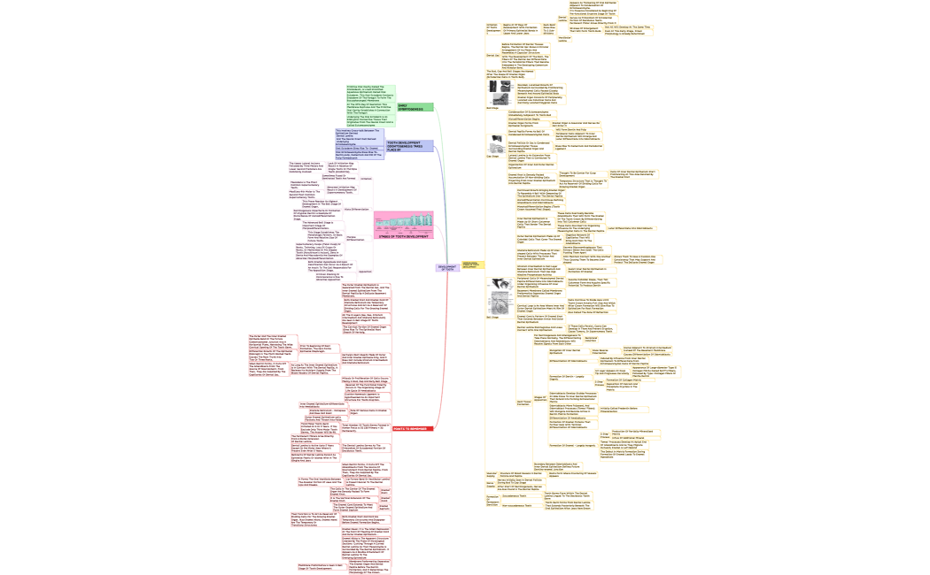 development of tooth