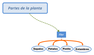 Partes de la planta