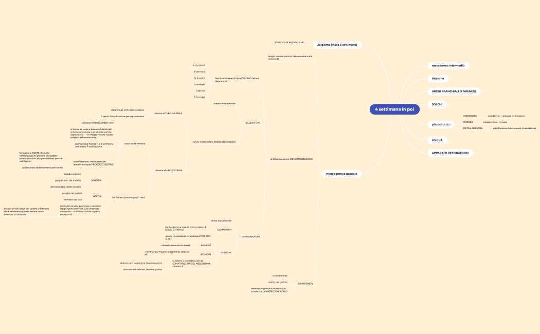 4 settimana in poi e annessi