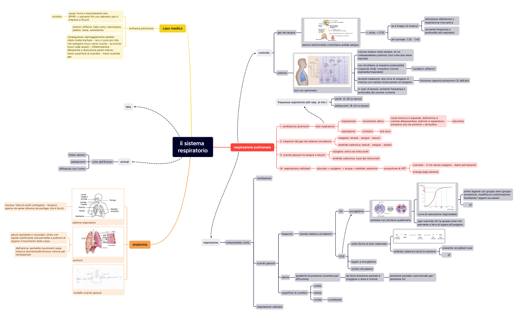 il sistema respiratorio.xmind