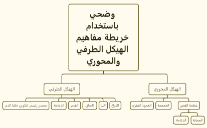 وضحي باستخدام خريطة مفاهيم الهيكل الطرفي والمحوري