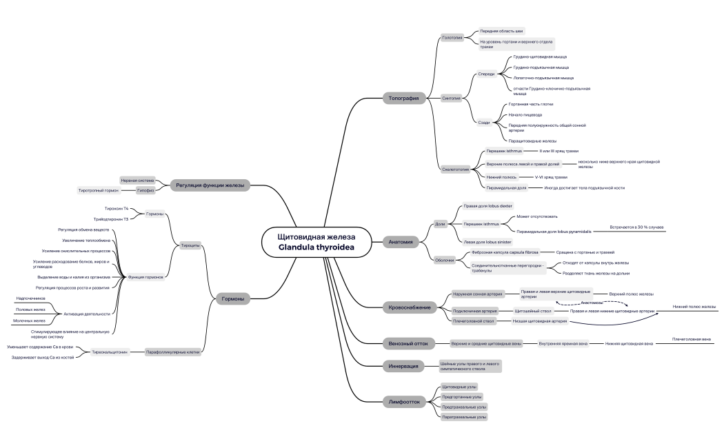Щитовидная железа Glandula thyroidea