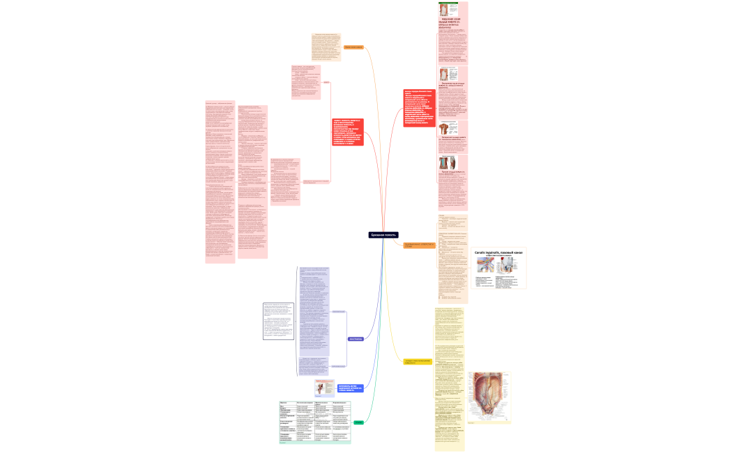 Брюшная полость