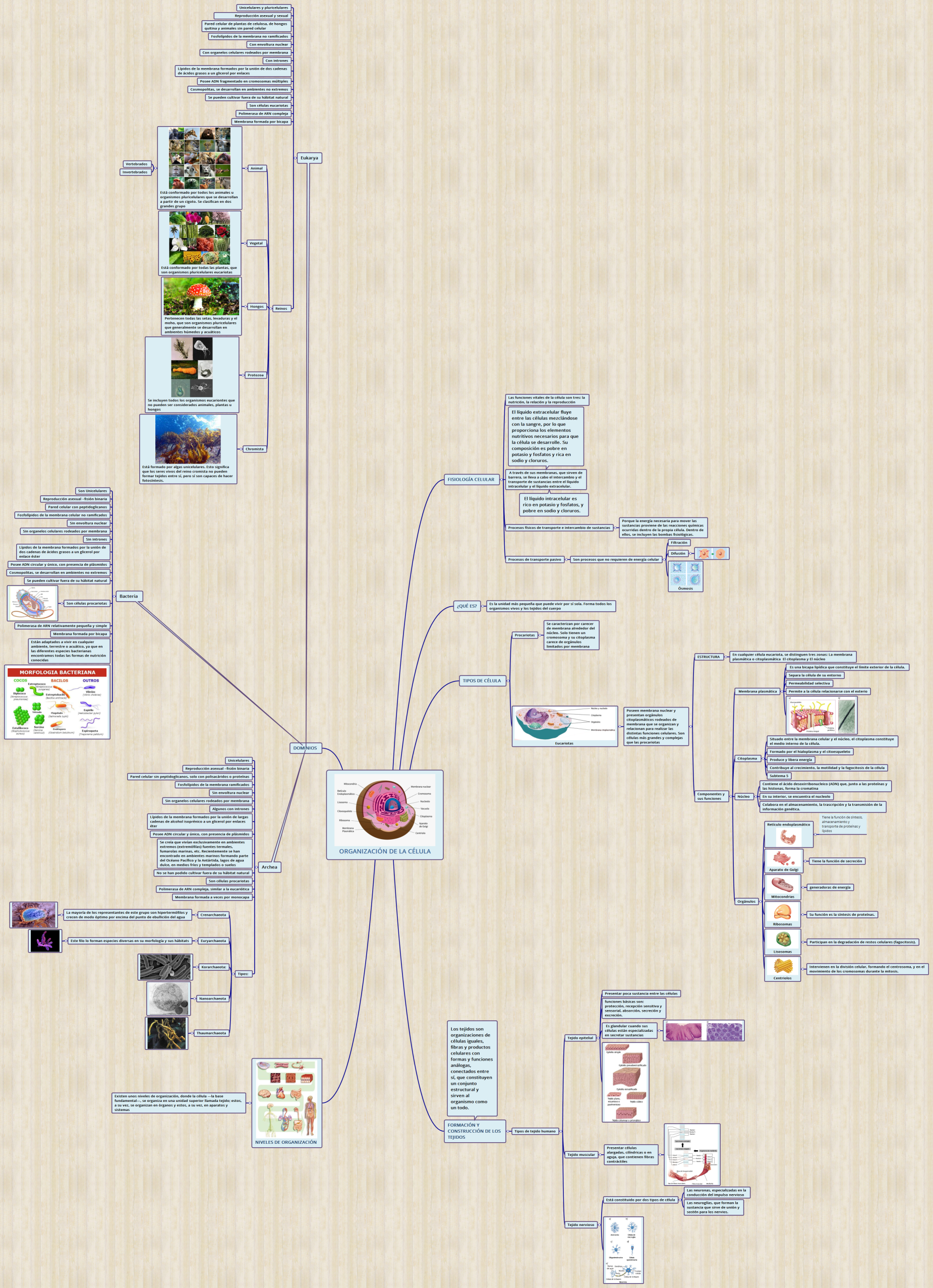 ORGANIZACIÓN DE LA CÉLULA