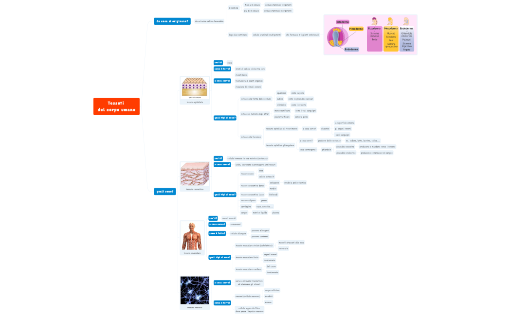 Tessuti del corpo umano