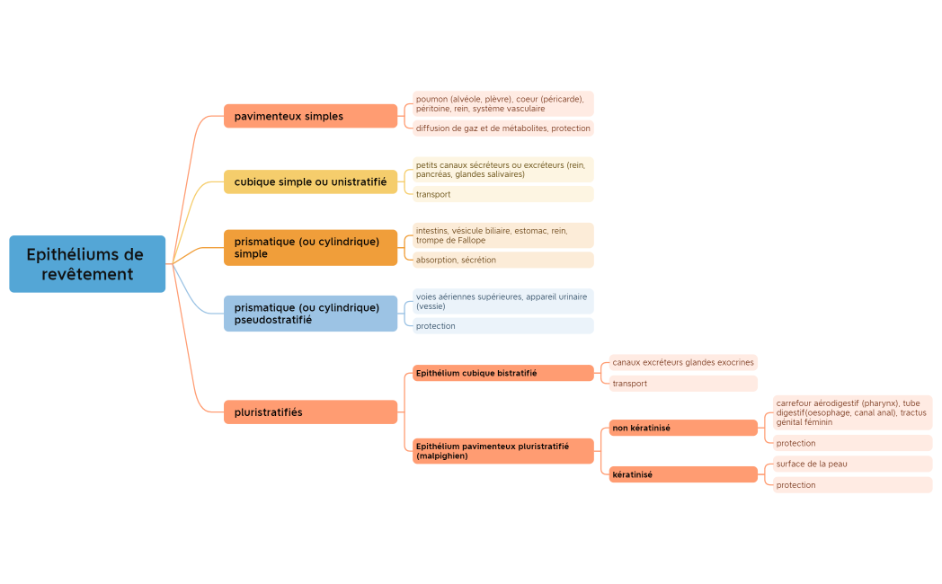 Epithéliums de revêtement