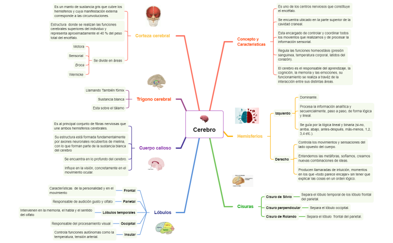 CerebroSNC-RcC2n7-U3QyvqK-52102