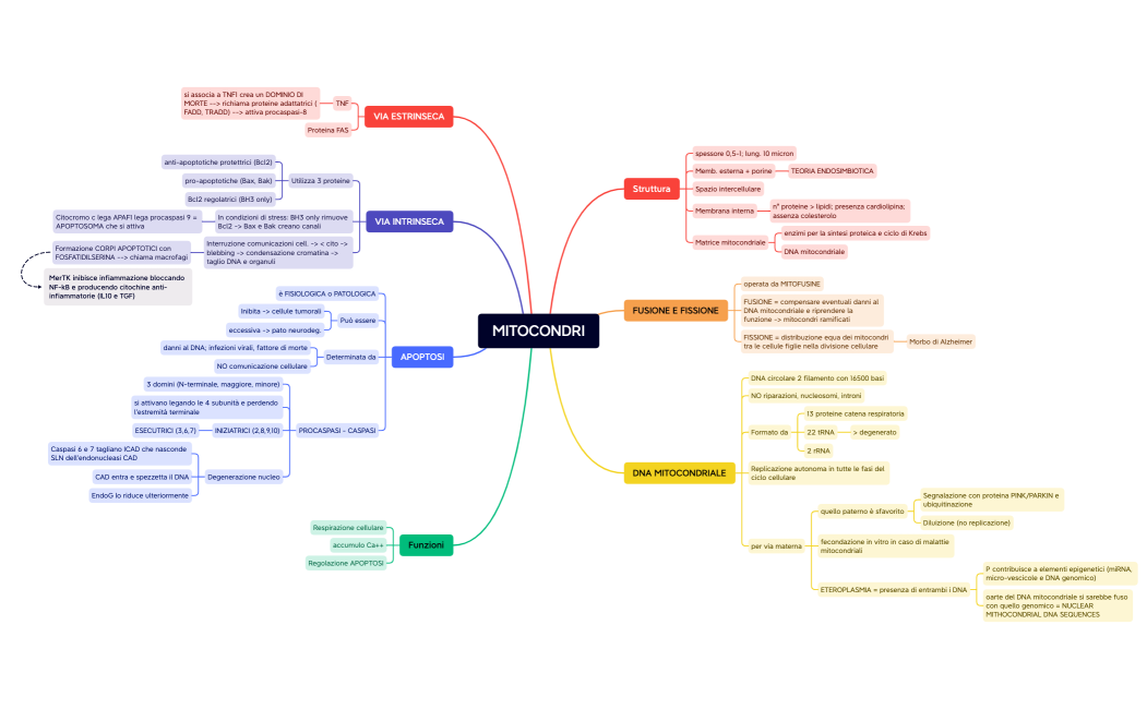 MITOCONDRI.xmind