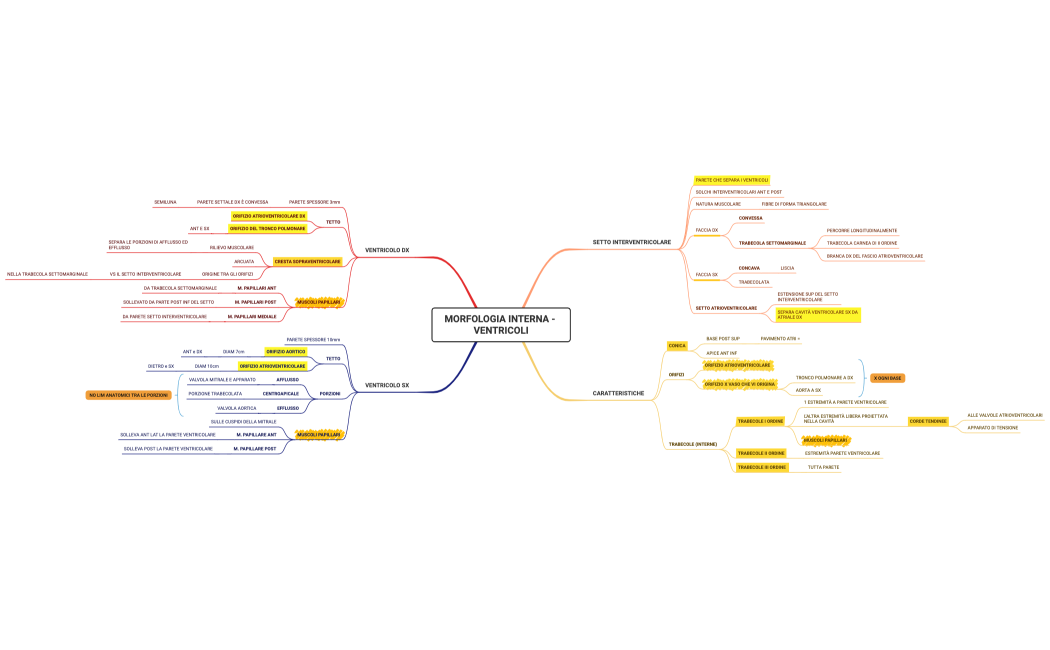 MORFOLOGIA INTERNA - VENTRICOLI