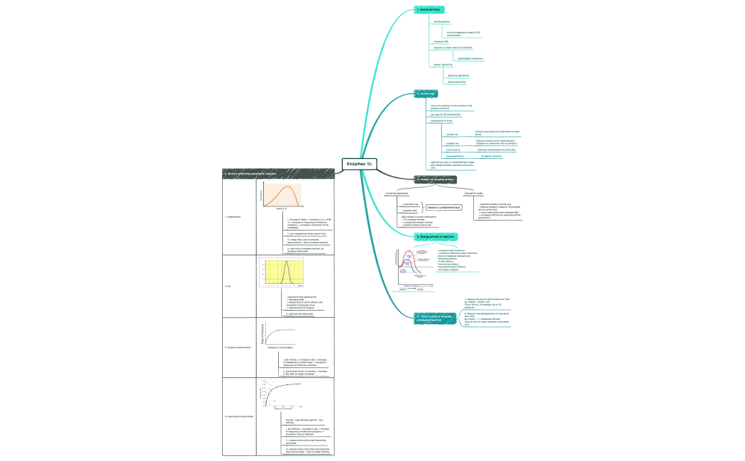 Enzymes.xmind