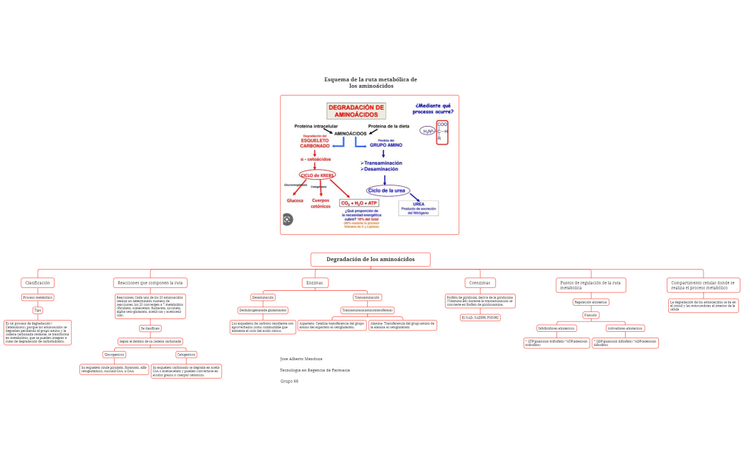 Degradación de los aminoácidos