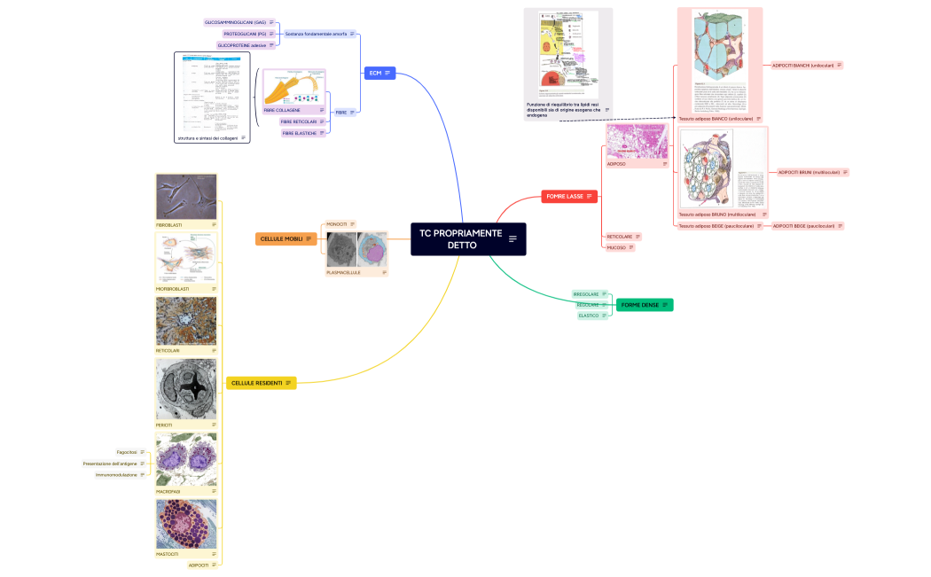 TC PROPRIAMENTE DETTO