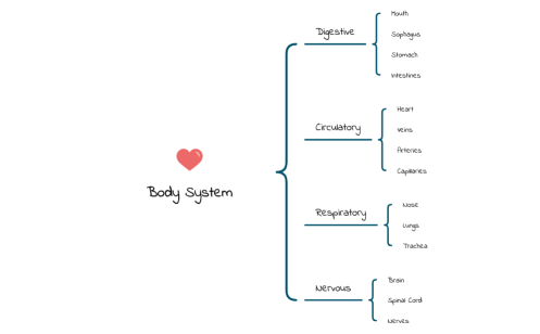 Body Systems