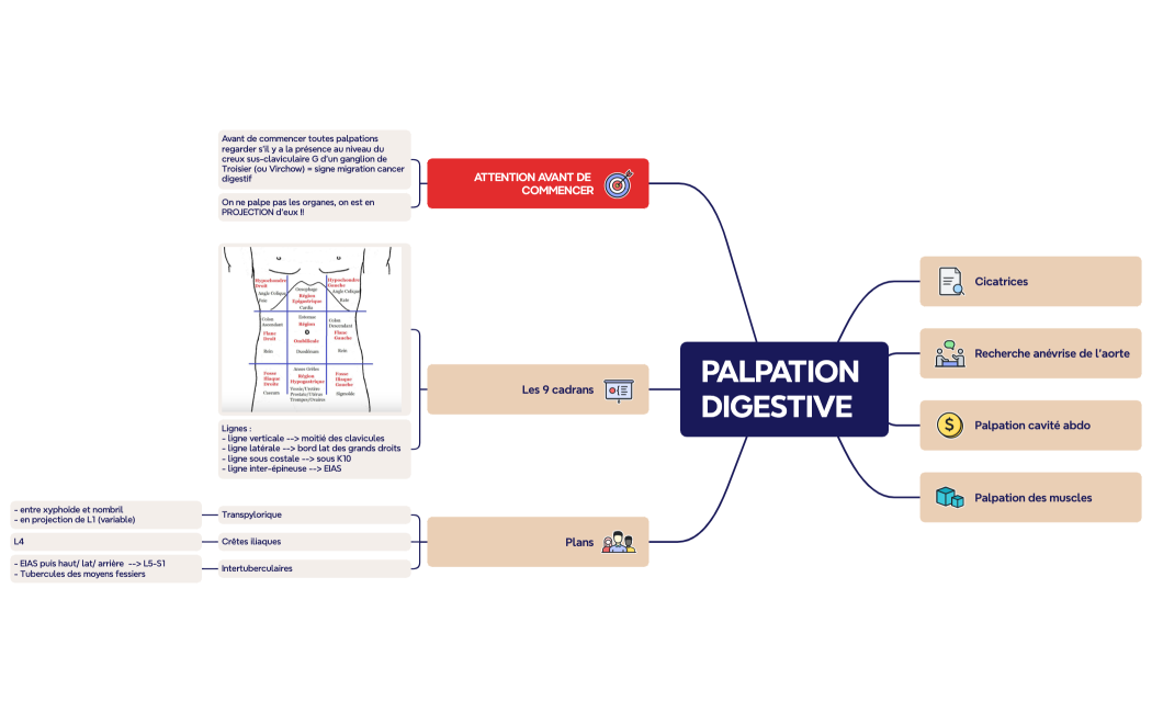 Palpation digestive