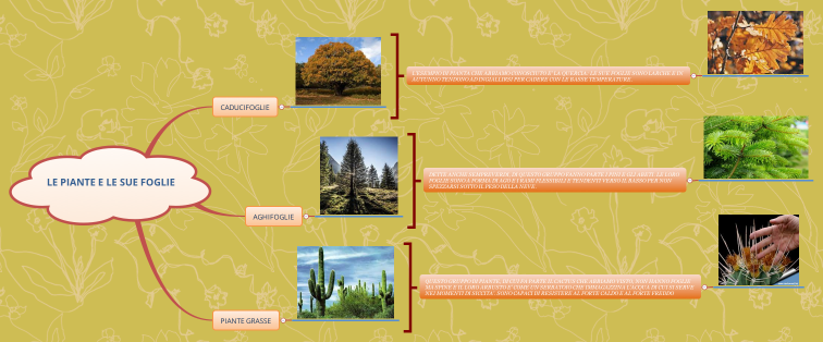 LE PIANTE E LE SUE FOGLIE