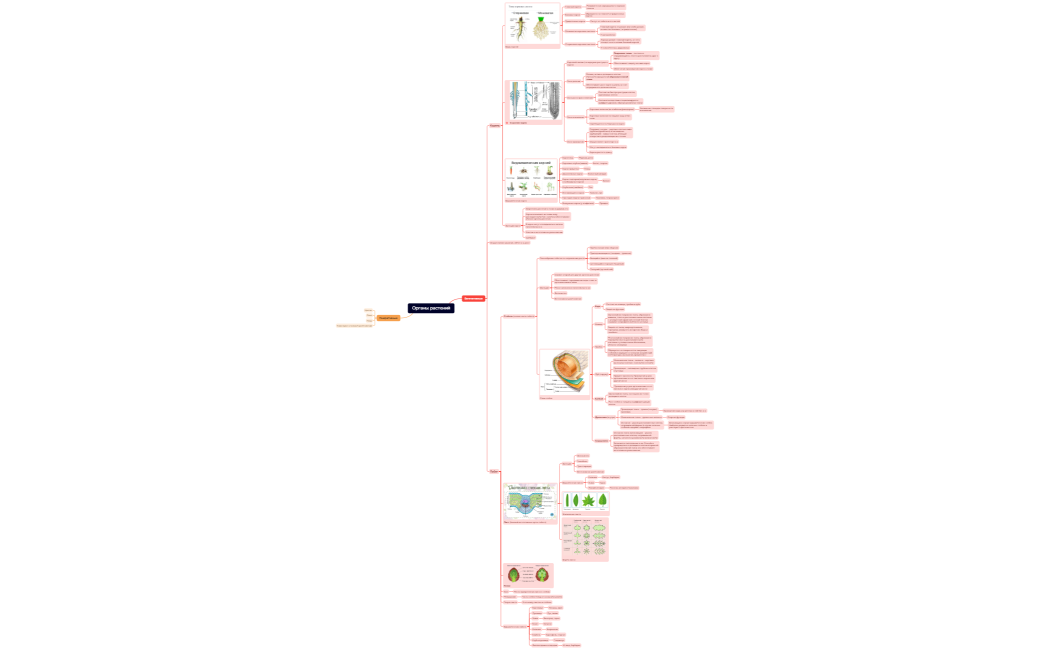 Органы растений