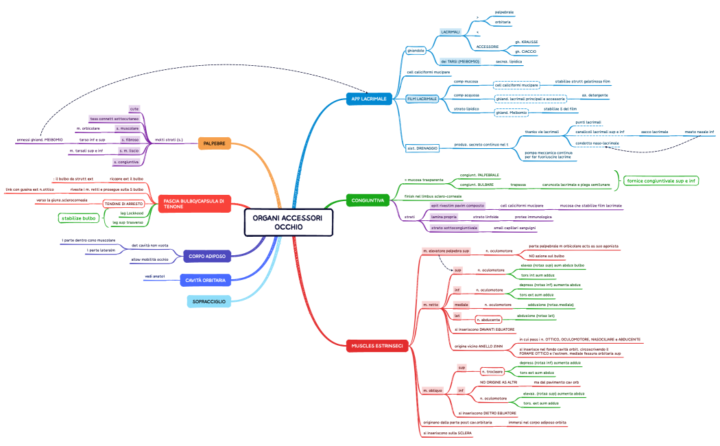 ORGANI ACCESSORI OCCHIO
