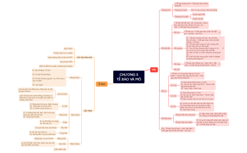 CHƯƠNG II. TẾ BÀO VÀ MÔ.xmind