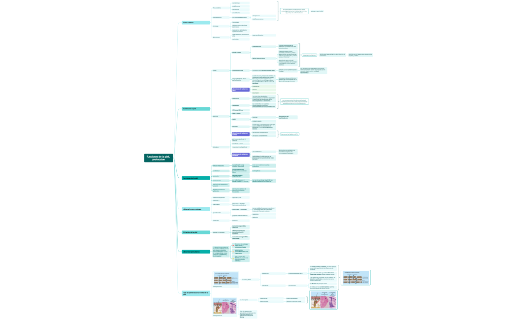 funciones de la piel, proteccion