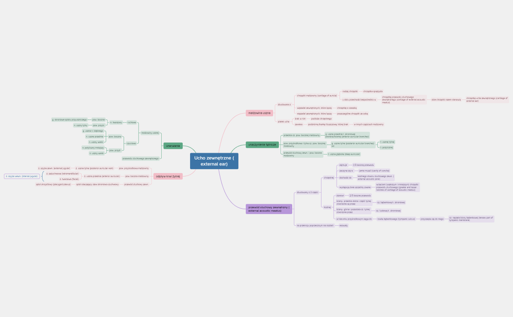 Ucho zewnętrzne (external ear)