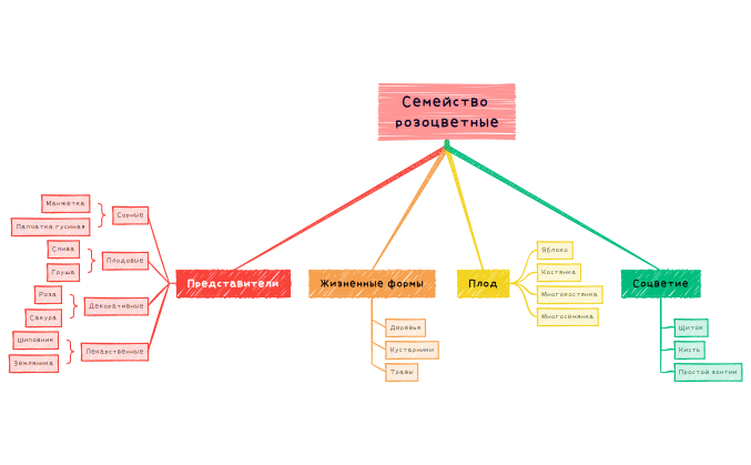 Семейство розоцветные