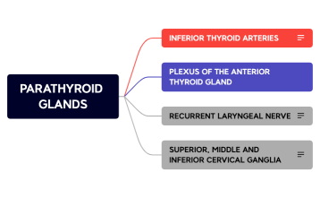 PARATHYROID GLANDS.xmind