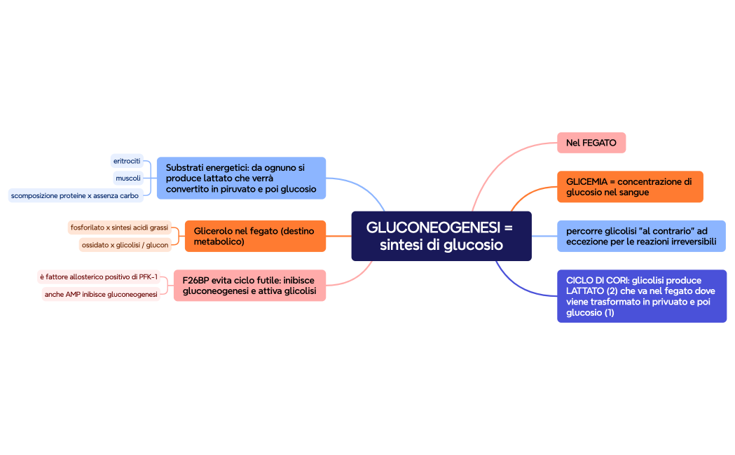 GLUCONEOGENESI