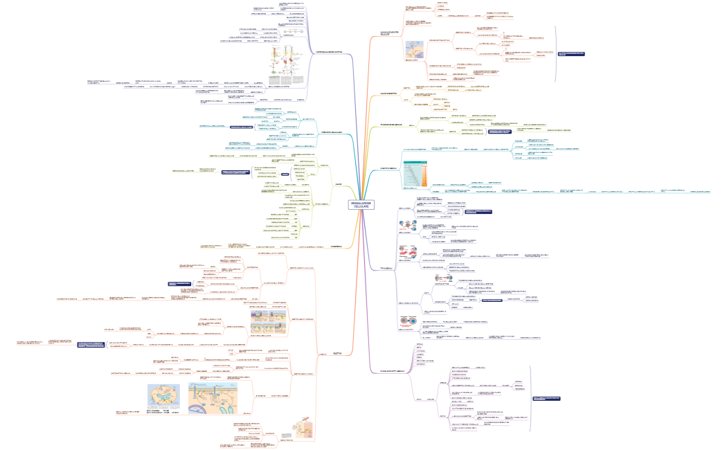 SEGNALAZIONE CELLULARE