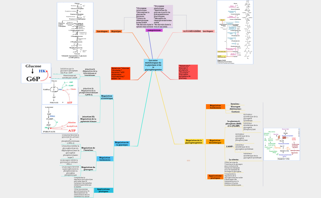 Les voies métaboliques de la glycolyse et de la glycogénogenèse