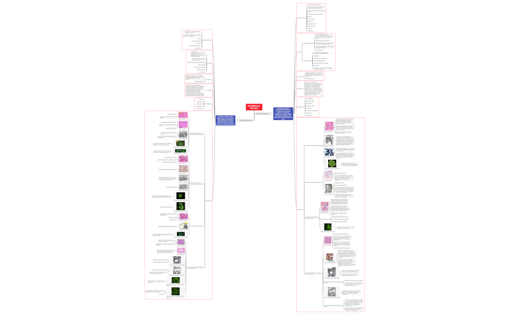 P7&8 Pathology (Glomerular diseases)