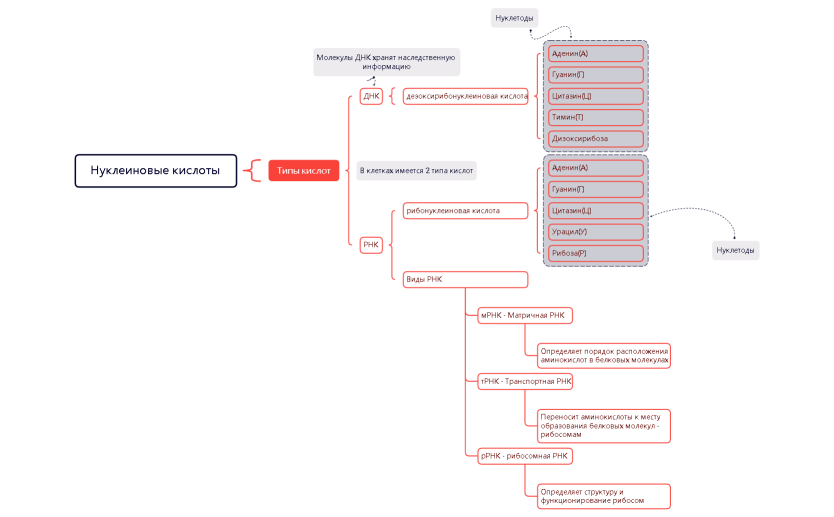 Нуклеиновые кислоты