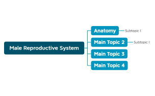 1 - Male Reproductive System