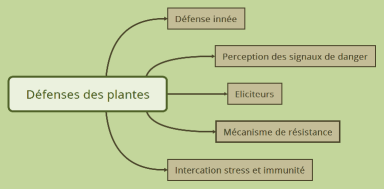 Défenses des plantes