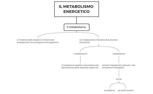 IL METABOLISMO ENERGETICO, scienze degli alimenti, secondo anno