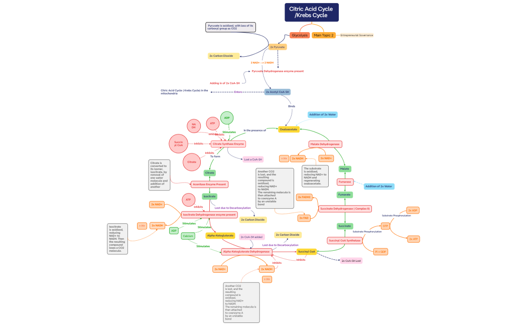 Citric_Acid_Cycle_-8YMURn-l1yoeQw-30056