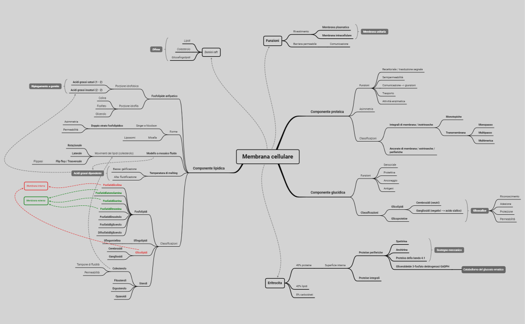 Membrana cellulare.xmind