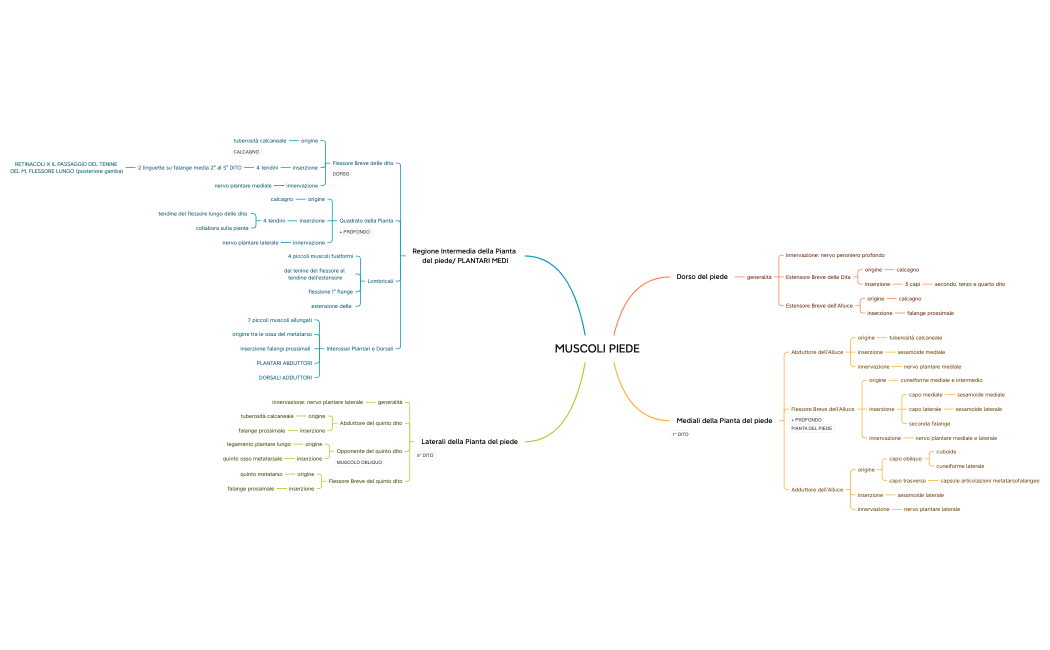 MUSCOLI PIEDE