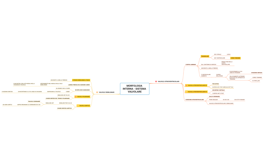 MORFOLOGIA INTERNA - SISTEMA VALVOLARE