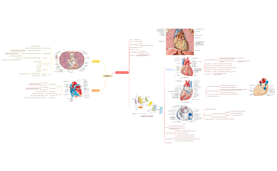 SISTEMA CARDIOVASCOLARE