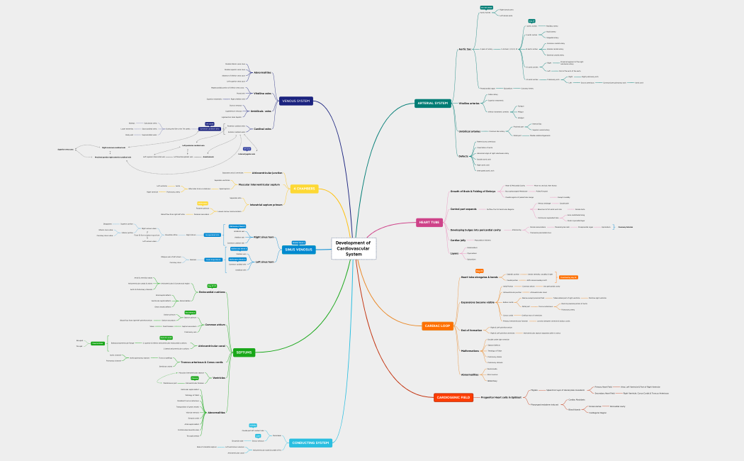 Development of Cardiovascular System